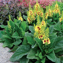 Load image into Gallery viewer, Verbascum ‘Dark Eyes’ Mullein
