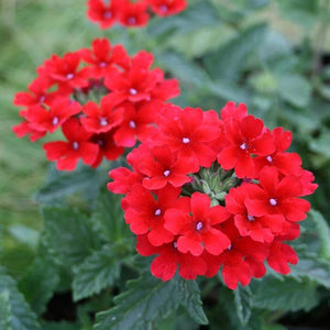 Verbena canadensis 'Homestead Red'