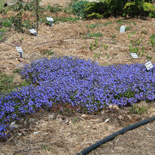 Load image into Gallery viewer, Veronica umbrosa ‘Georgia Blue’ Speedwell
