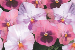 Pansy "Pink Shades" Mix