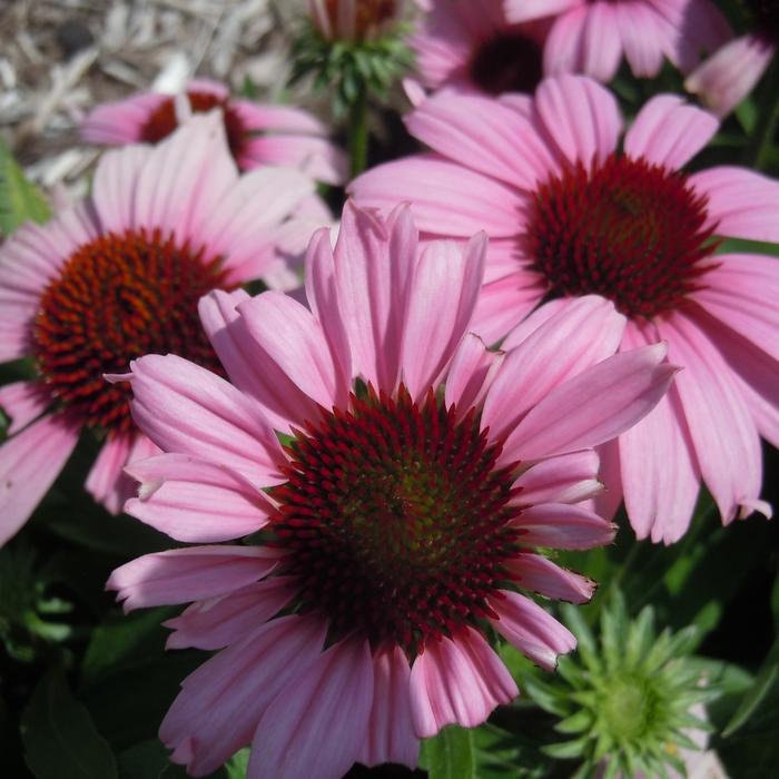 Echinacea 'Sunmagic Vintage Lavender'