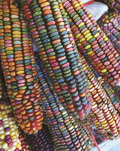 Load image into Gallery viewer, Corn &#39;Indian&#39; Seeds
