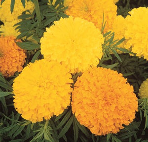 marigoldsさん専用２　1000 Wetsel Seed™ Marigold Tall Crackerjack Mix Seed – Greenhouse