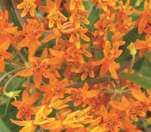 Butterfly Milkweed Seeds