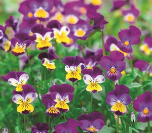 Viola 'Johnny Jump Up' Seeds