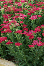 Load image into Gallery viewer, Achillea millefolium 'New Vintage Red'
