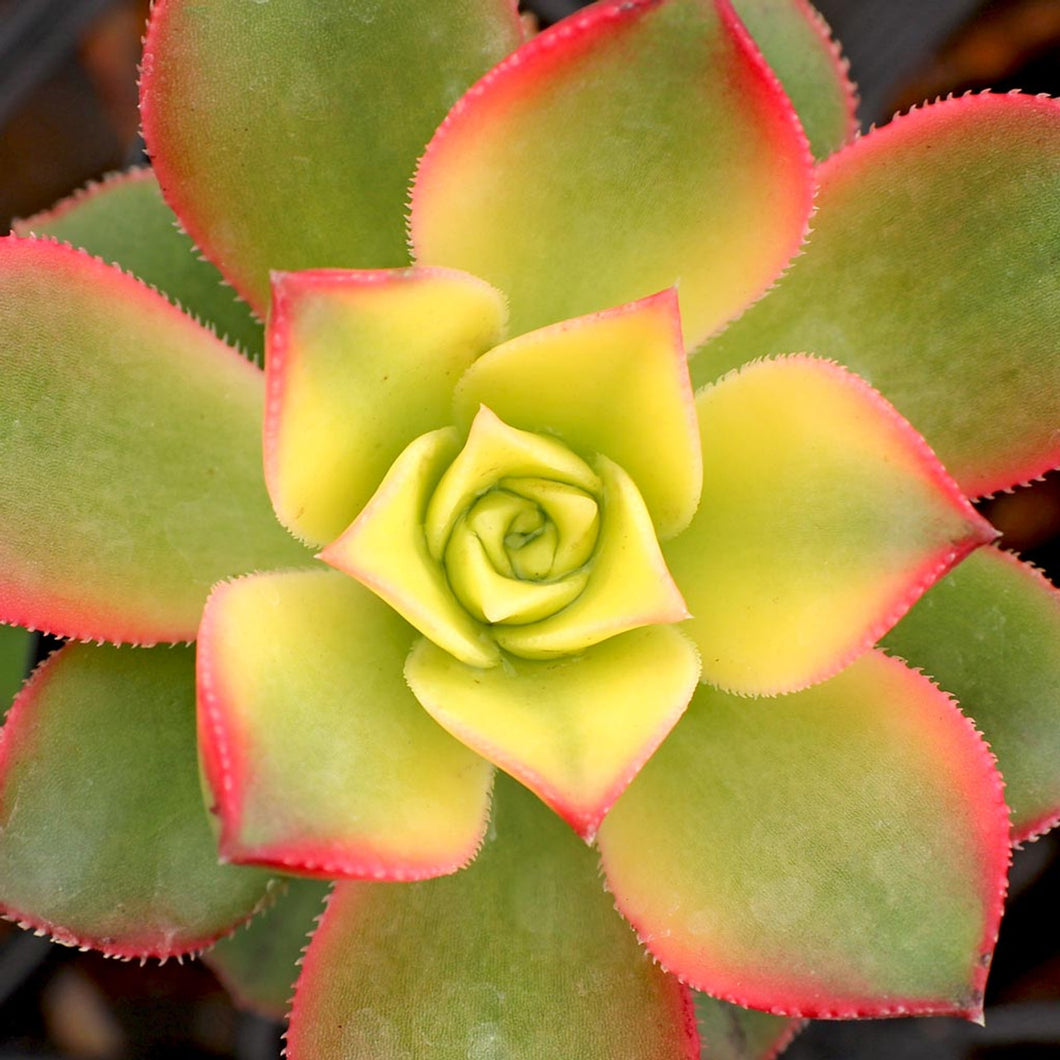 Aeonium 'Kiwi'