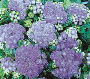 Ageratum 'Blue Mink' Seeds