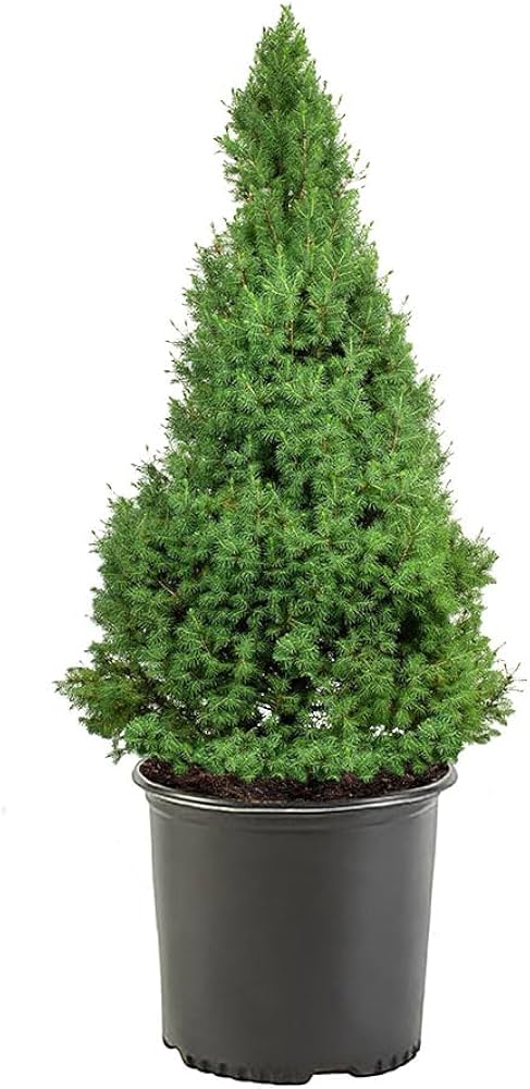 Picea glauca 'Conica' Dwarf Alberta Spruce