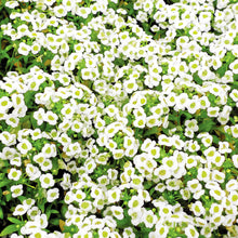 Load image into Gallery viewer, Alyssum Carpet of Snow Seeds
