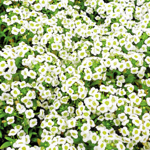 Alyssum Carpet of Snow Seeds