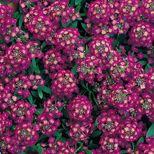 Load image into Gallery viewer, Alyssum Royal Carpet Seeds
