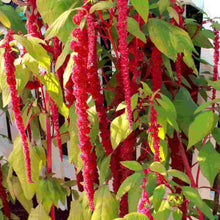 Load image into Gallery viewer, Amaranth Love Lies Bleeding Seeds
