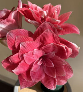 Double Amaryllis