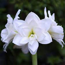 Load image into Gallery viewer, Double Amaryllis
