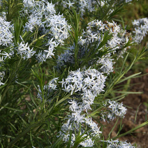 Amsonia "Butterscotch"