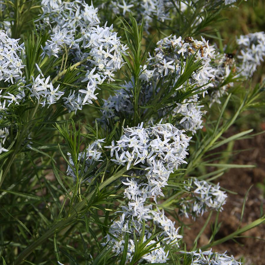 Amsonia 