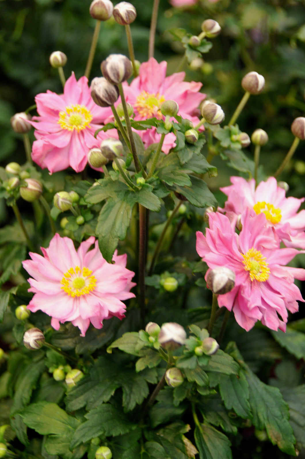 Anemone hupehensis ‘Pocahontas’