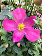 Load image into Gallery viewer, Anemone &#39;Red Riding Hood&#39;
