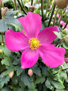 Anemone 'Red Riding Hood'