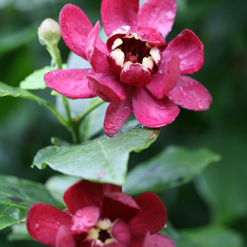 Calycanthus 'Aphrodite' Sweetshrub
