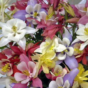 Aquilegia 'Biedermeier Mix' Columbine