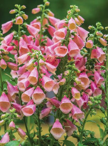 Digitalis "Arctic Fox Rose" Foxglove