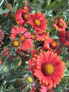 Gaillardia grandiflora 'Arizona Red Shades' Blanketflower