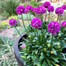 Load image into Gallery viewer, Armeria dreameria &#39;Vivid Dream&#39;
