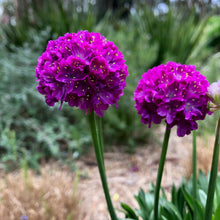 Load image into Gallery viewer, Armeria dreameria &#39;Vivid Dream&#39;
