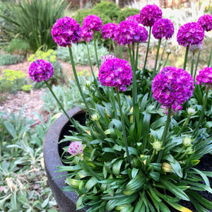 Armeria dreameria 'Vivid Dream'