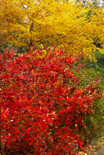 Load image into Gallery viewer, Aronia arbutifolia &#39;Brilliantissima&#39; Red Chokeberry
