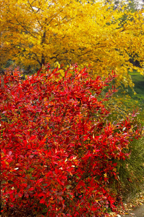 Aronia arbutifolia 'Brilliantissima' Red Chokeberry