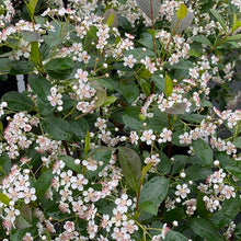 Load image into Gallery viewer, Aronia melanocarpa &quot;Low Scape Snowfire&quot; Chokeberry
