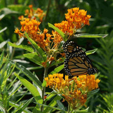 Load image into Gallery viewer, Butterfly Weed Seeds
