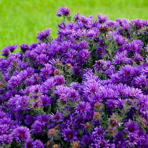 Aster novae angliae "Grape Crush"