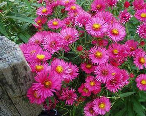Aster novae-angliae ‘Alma Potschke’