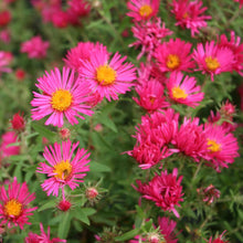 Load image into Gallery viewer, Aster novae-angliae ‘Alma Potschke’

