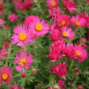 Aster novae-angliae ‘Alma Potschke’