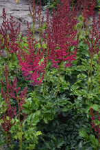 Load image into Gallery viewer, Astilbe chinensis 'Cardinal'
