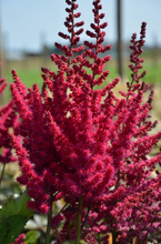 Load image into Gallery viewer, Astilbe chinensis 'Cardinal'
