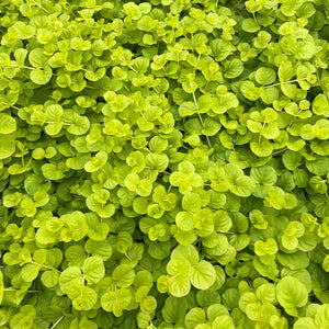 Lysimachia nummularia ‘Aurea’ Creeping Jenny