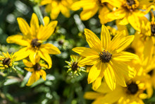 Load image into Gallery viewer, Helianthus salicifolius &#39;Autumn Gold&#39;
