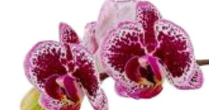 Orchid phalaenopsis