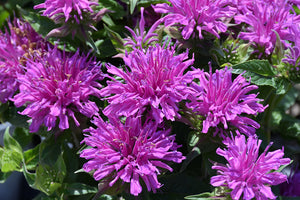 Bee Balm Monarda "Balmy Lilac"