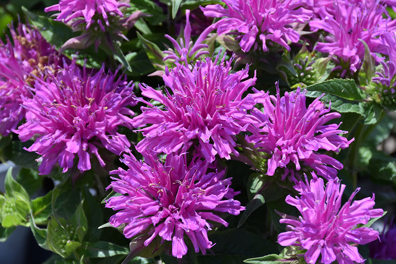 Bee Balm Monarda 