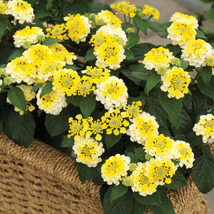 Lantana 'Bandana Lemon Zest'