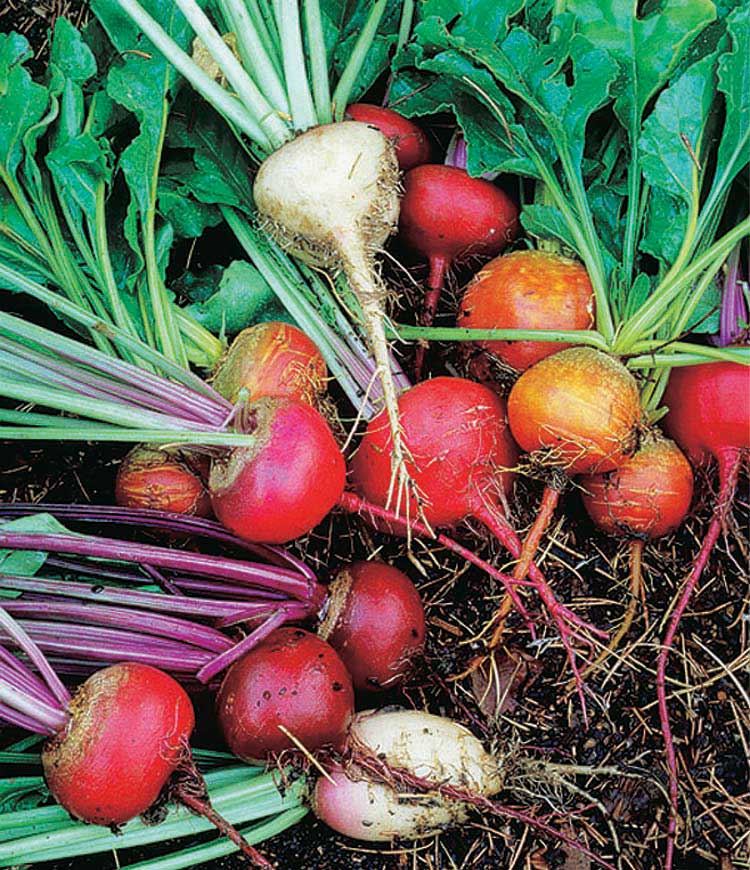 Beets 'Rainbow Mix'