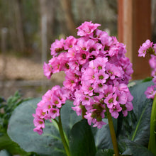 Load image into Gallery viewer, Bergenia cordifolia 'Miss Piggy
