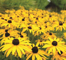 Load image into Gallery viewer, Rudbeckia Hirta Black Eyed Susan Seeds
